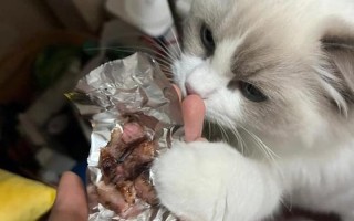 肉放的有味了猫能吃吗—肉有点味可否喂猫？