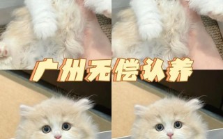 领养猫咪深圳_解锁深圳猫咪新家园：领养猫咪，温暖相伴，爱心满堂