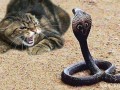 猫和蛇谁厉害_猫蛇之争：谁更胜一筹