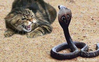 猫和蛇谁厉害_猫蛇之争：谁更胜一筹