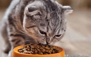 猫食一次喂多少钱(猫食一次喂多少钱合适)