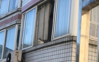 高层楼房如何养猫_高层楼房养猫会跳窗逃跑