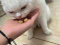 粉沫药该怎么给猫喂—猫咪粉沫药餵食指南：轻松掌握餵药技巧