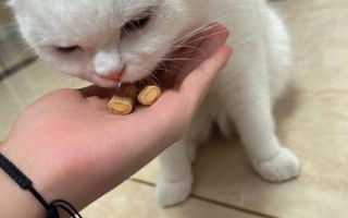 粉沫药该怎么给猫喂—猫咪粉沫药餵食指南：轻松掌握餵药技巧
