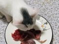 猫喂什么生肉(猫喂什么生肉好)