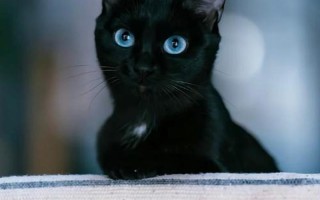 玄猫和黑猫区别—玄猫与黑猫：颜别，性格之异，神秘之争