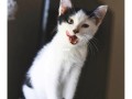 新加坡 领养猫_新加坡领养猫指南：开启铲屎官的幸福之旅