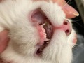 猫换牙会不会不吃东西—换牙期猫咪食欲下降的解析与应对