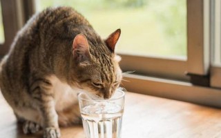 给猫喂水喝可以吗(给猫喝温水可以吗)